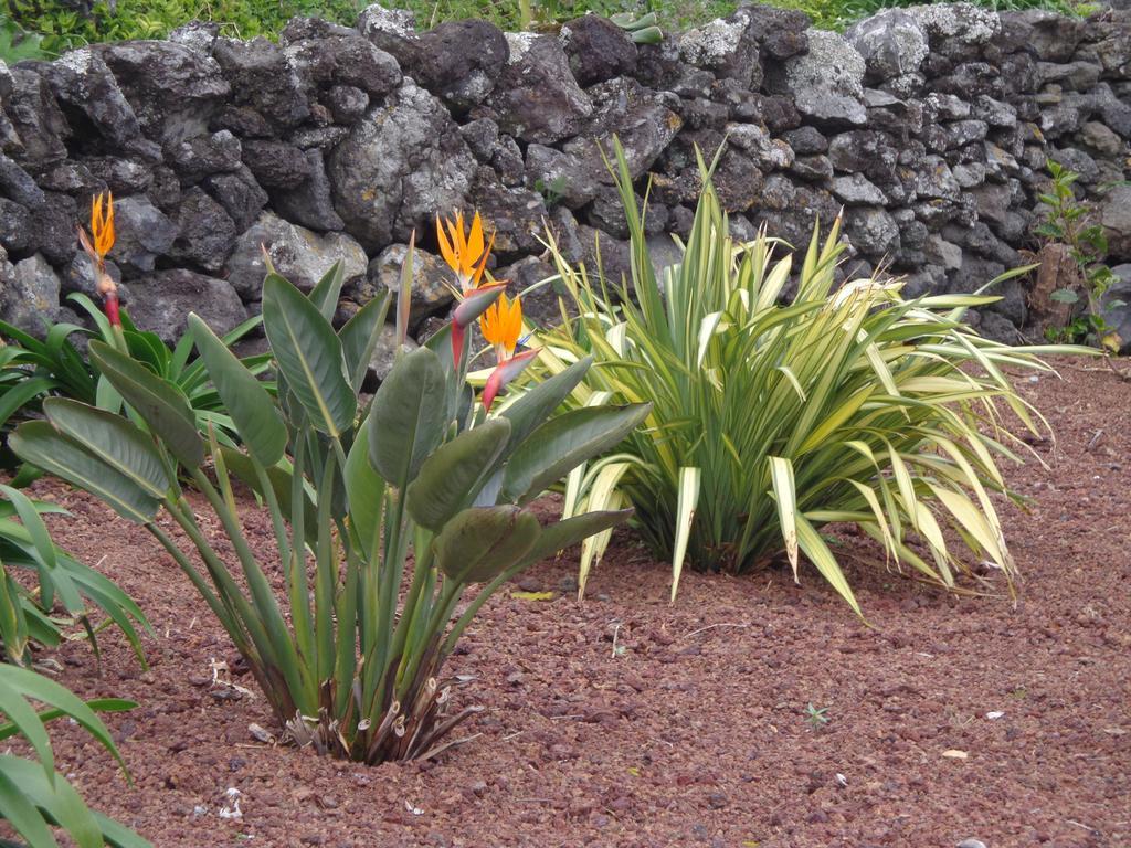 Apartamento Casa Da Vigia Calheta de Nesquim Exterior foto
